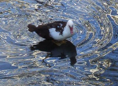 Прикрепленное изображение: 003.jpg